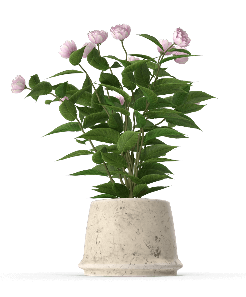 Un modello 3d di una pianta in vaso su sfondo nero.