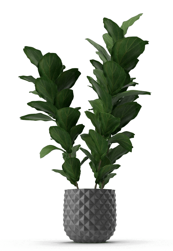 Pianta di eucalipto in un vaso grigio su sfondo nero.