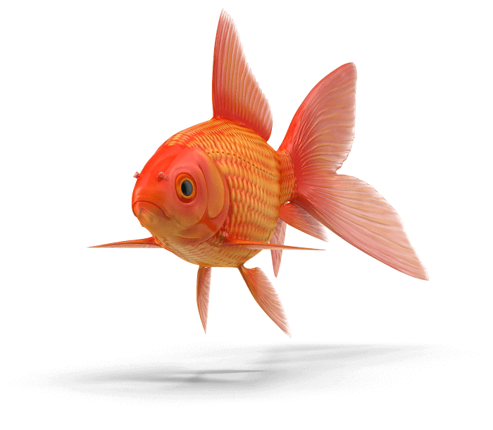 pesce-rosso-piquattro